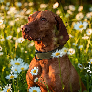 Echtlederhalsband für große Hunde – Komfort und Robustheit für kraftvolle Hunderassen