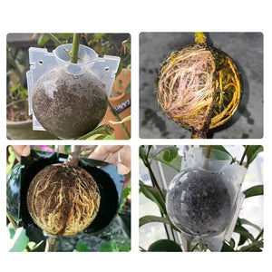 Boule de Bouturage pour Plantes & Arbres